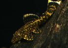 Spotted Banjo Bristlenose