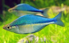 Lacustris Rainbow 3.5-4.0 cm - Nature Aquariums