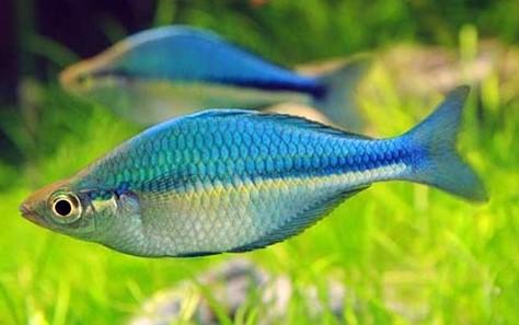 Lacustris Rainbow 3.5-4.0 cm - Nature Aquariums