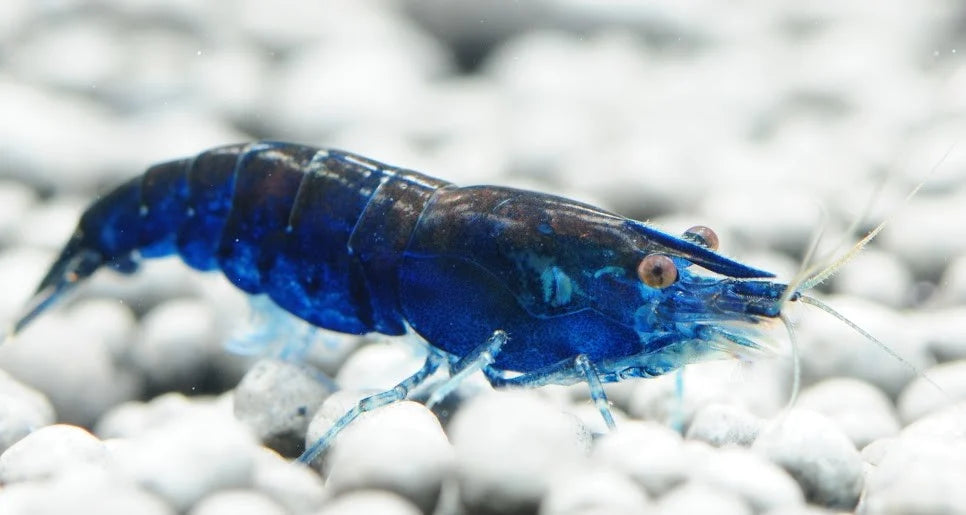 Blue Dream Cherry Shrimp