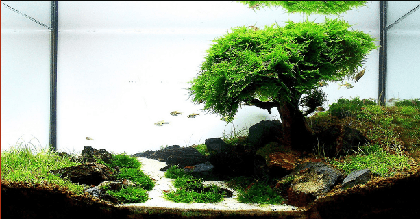 Bonsai Wood - Nature Aquariums
