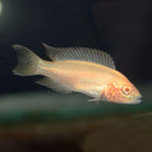 Princess Cichlid - Albino - Nature Aquariums