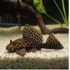 Plecostomus Catfish 6cm
