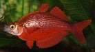 Red Rainbowfish 4.5 cm - Nature Aquariums