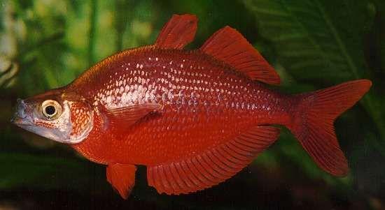 Red Rainbowfish 4.5 cm - Nature Aquariums