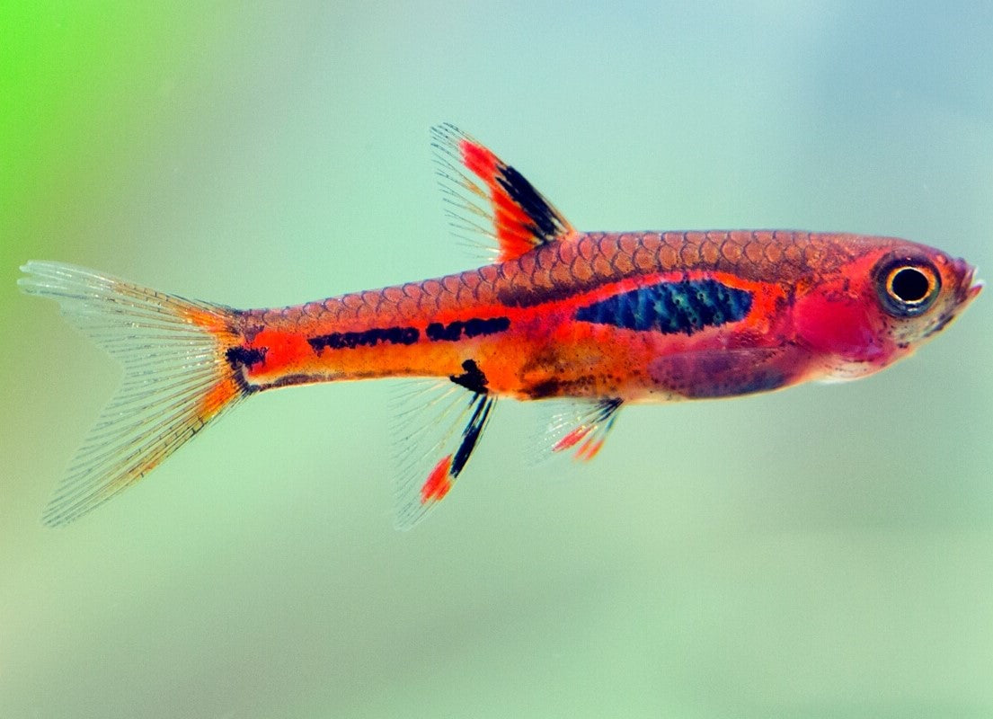Chilly Rasbora Chilli Rasbora – Nature Aquariums