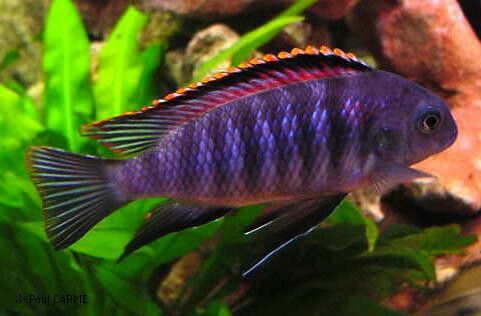 Tropheops Chilumba 5 Cm
