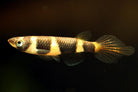 Clown Panchax 1 cm - Nature Aquariums