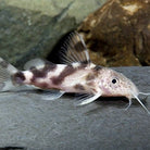 Synodontis Decorus 4.5 Cm