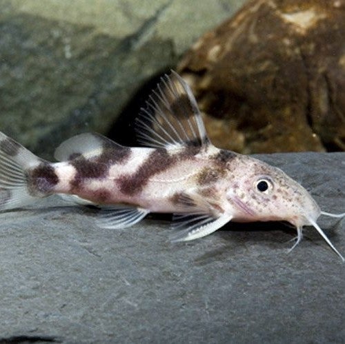 Synodontis Decorus 4.5 Cm