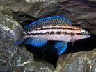 Julidochromis Dickfeldi