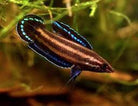 Licorice Gourami