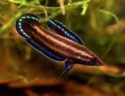 Licorice Gourami