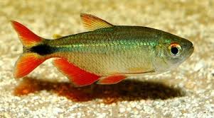 Buenos Aires Tetra 4 Cm
