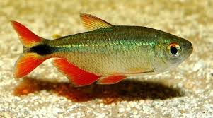 Buenos Aires Tetra  3.5 cm - Nature Aquariums