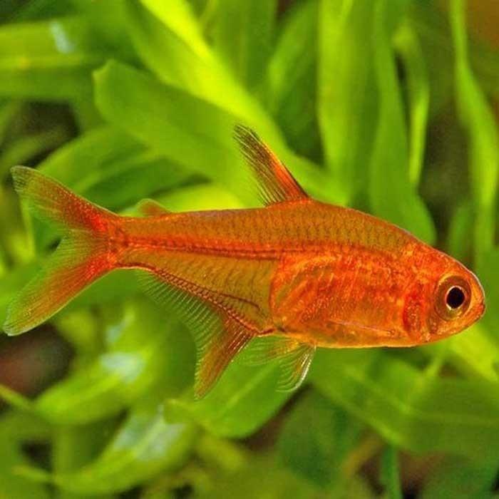 Ember Tetra 2 cm - Nature Aquariums