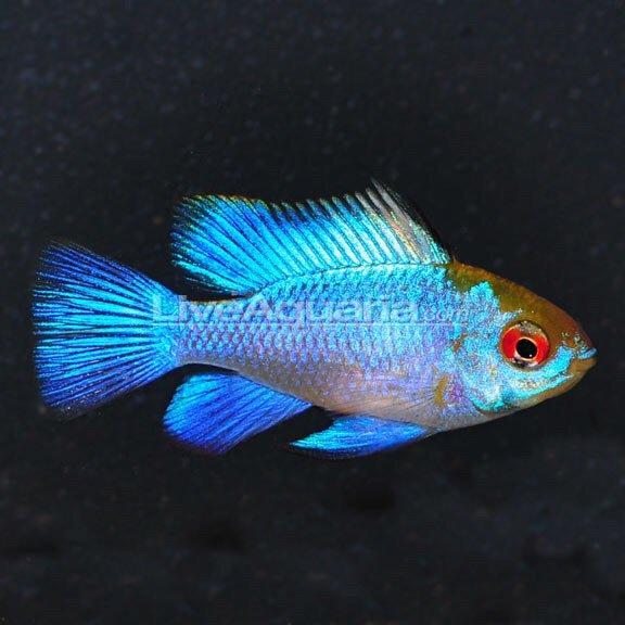 Ram Electric Blue 3.5 cm - Nature Aquariums