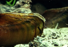 Freshwater Mussel