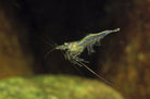 Long Arm Shrimp