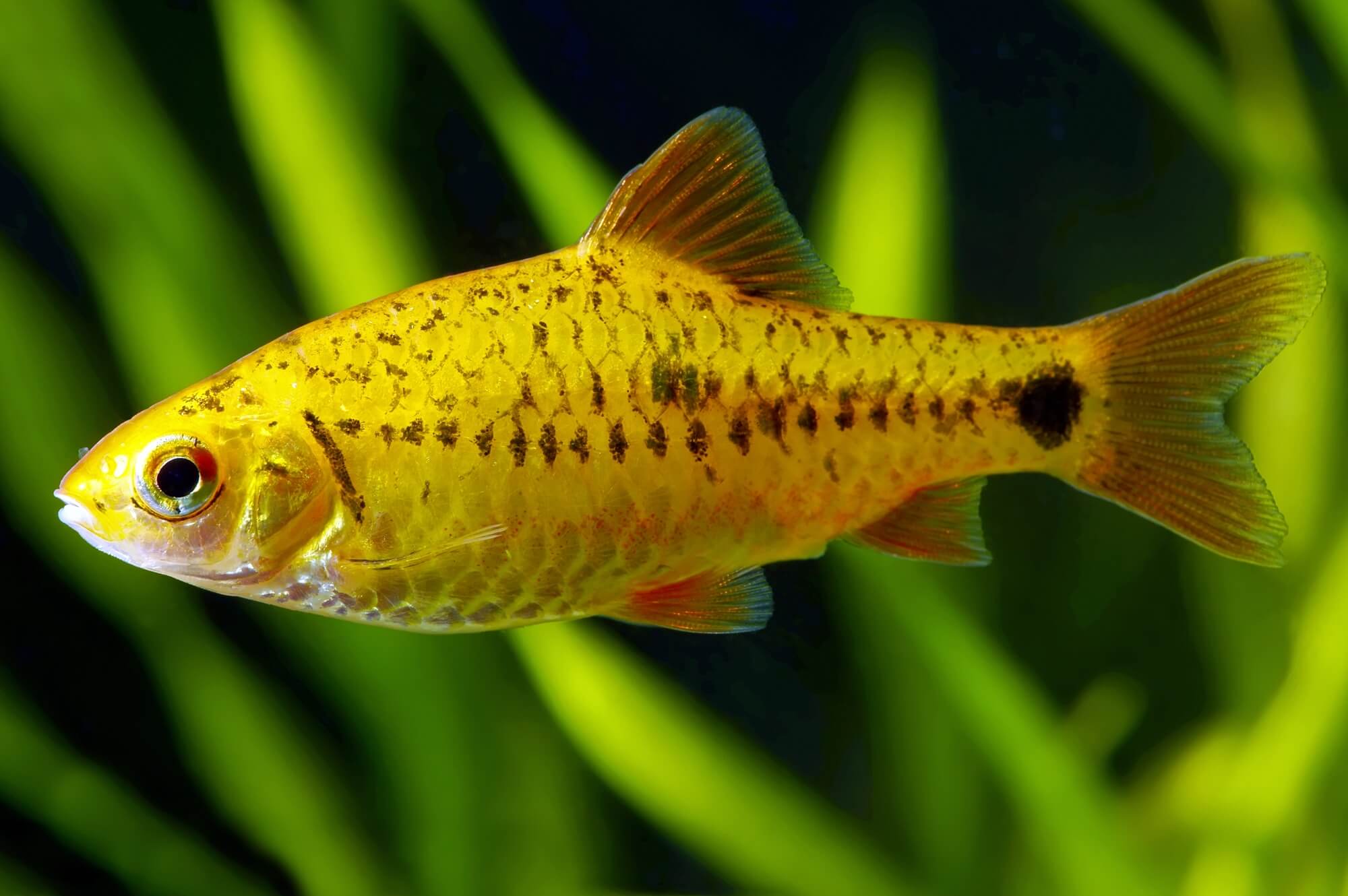 Neon Yellow Barb 4cm
