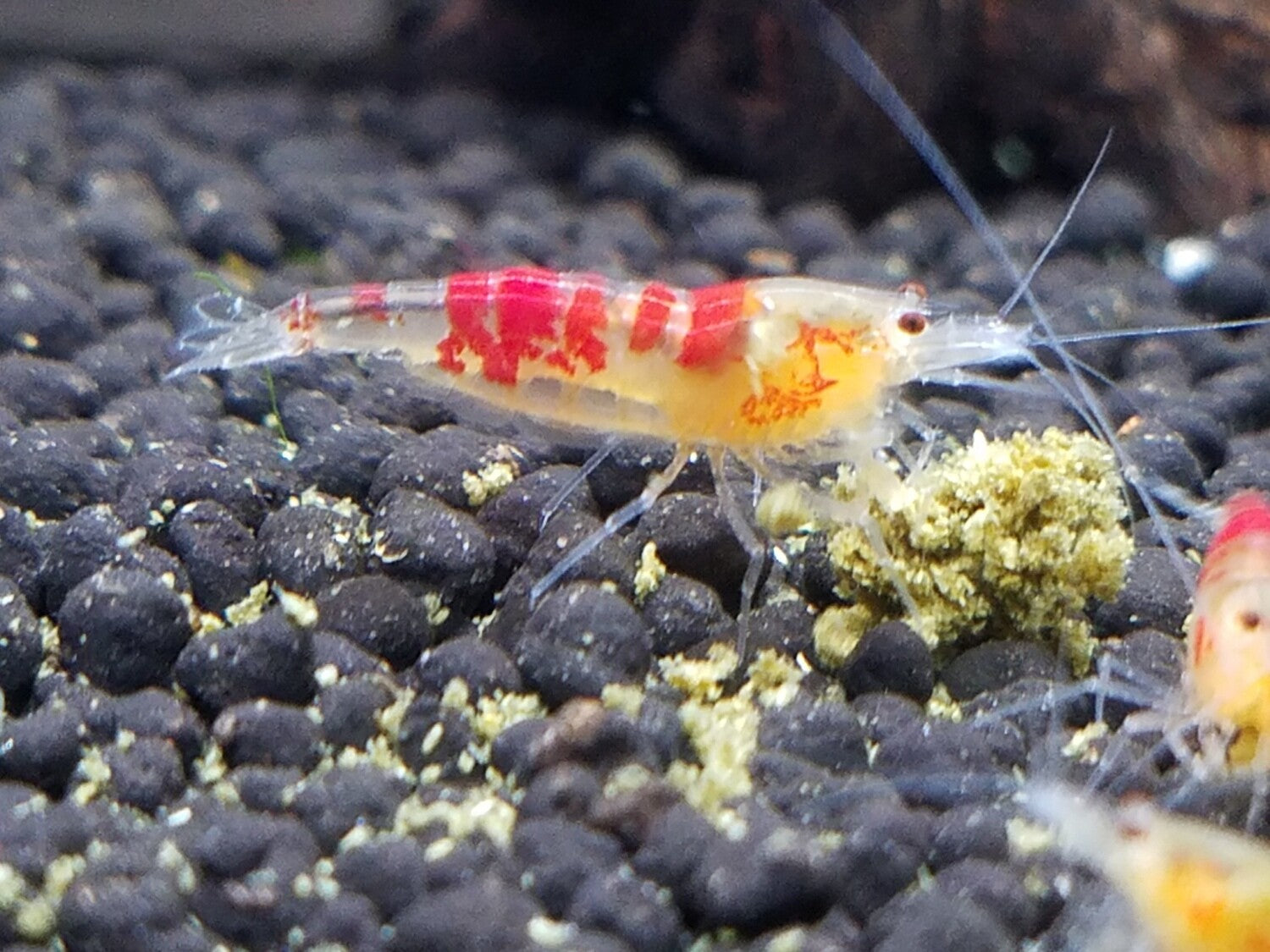 Golden Dragon Shrimp
