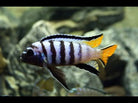 Pseudo. Elongatus Mpanga 4.5cm