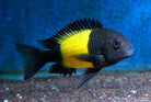 Tropheus Ikola Kaiser 4CM