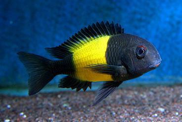 Tropheus Ikola Kaiser 4CM