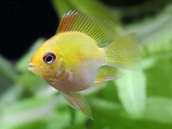 Balloon Ramirezi Golden - Nature Aquariums