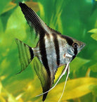 Silver Angelfish