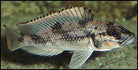 Lepidolamprologus Lemairii 7.0+ Cm