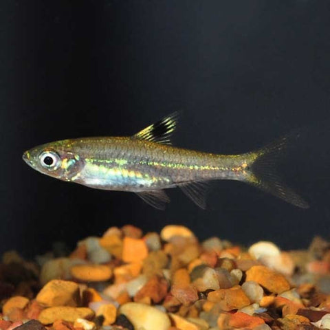 Live Tetras & Rasboras for Sale | Nature Aquariums