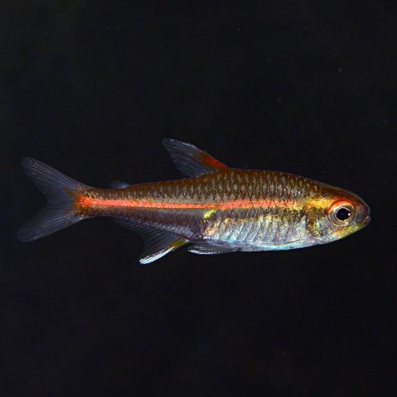 Glowlight Tetra  3 cm - Nature Aquariums