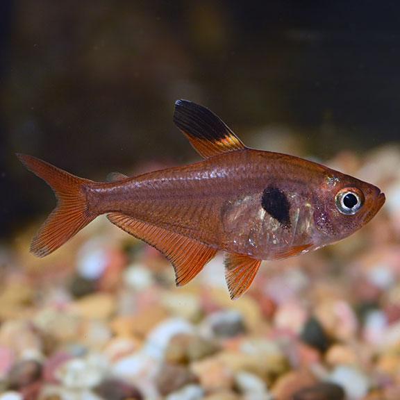 Red Phantom Tetra 3 cm - Nature Aquariums