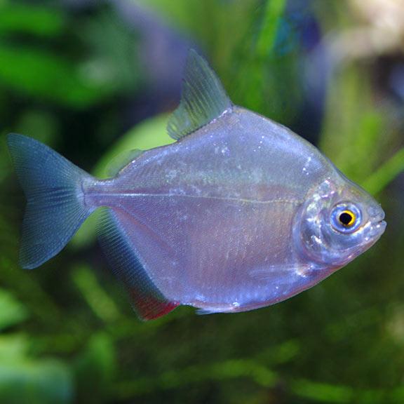 Silver Dollar 5 cm - Nature Aquariums