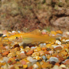Sucking Catfish Golden 5 cm - Nature Aquariums