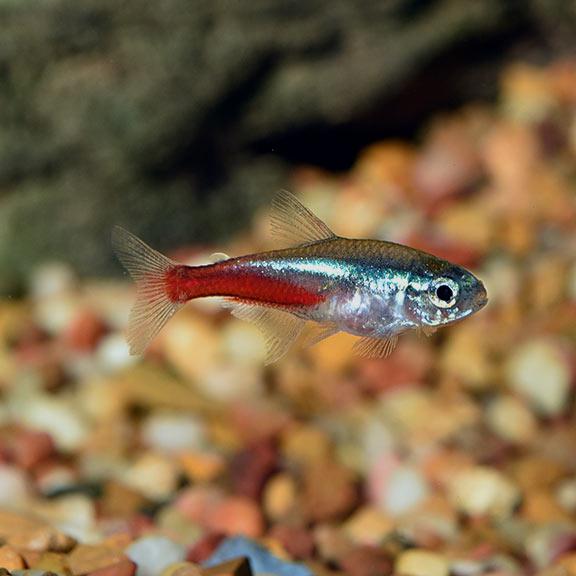 Neon Tetra 2 cm - Nature Aquariums