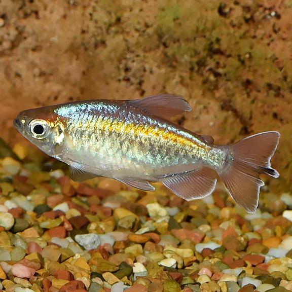Congo Tetra  3.5 cm - Nature Aquariums