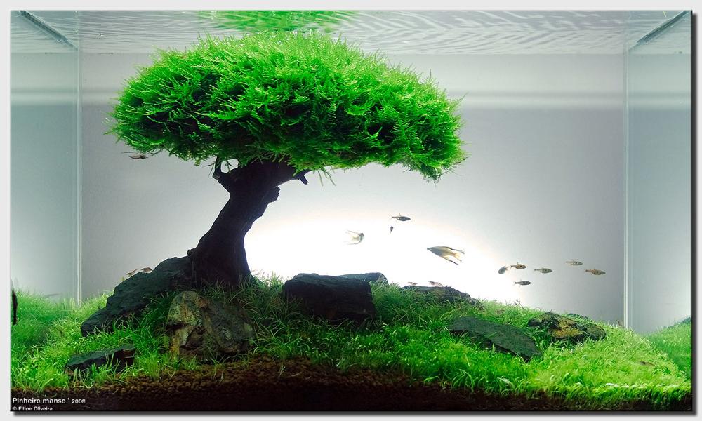 Bonsai Wood - Nature Aquariums