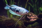 Opaline Gourami 5 Cm