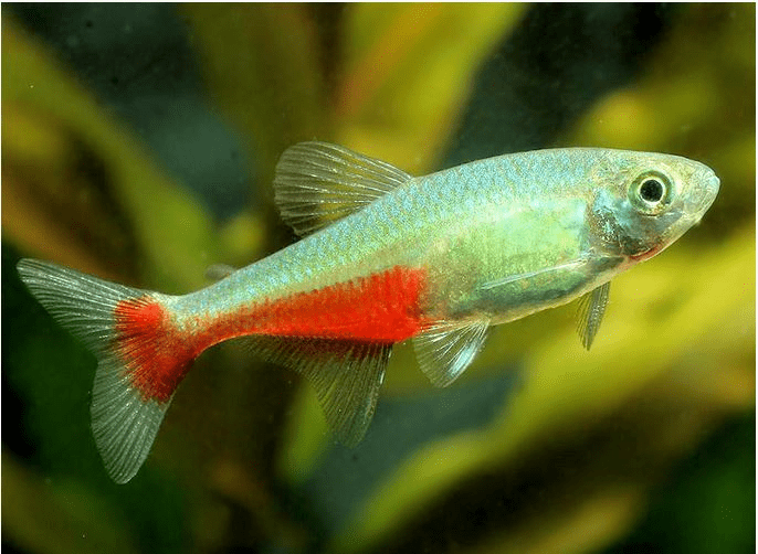 Red Belly Tetra 3 Cm