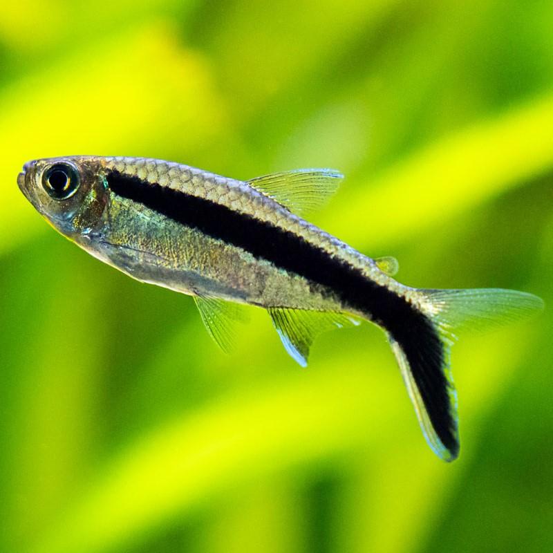 Hockey Stick Tetra  3 cm - Nature Aquariums