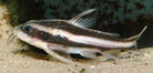 Striped Raphael Catfish 5cm+
