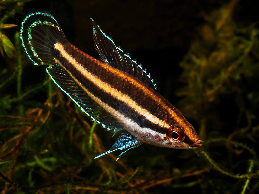 Redfin Licorice Gourami