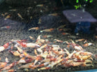 Red Steel Shrimp