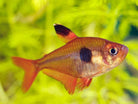Rosy Tetra 3.5 cm - Nature Aquariums