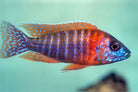 Rubin Red Peacock Cichlid