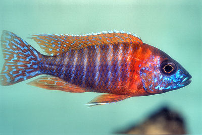 Rubin Red Peacock Cichlid