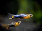 French Blue Star Endler Pair