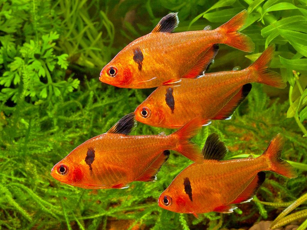 Serpae Tetra Super Red 3 cm - Nature Aquariums